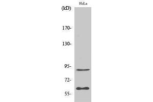 Western Blotting (WB) image for anti-Ets2 Repressor Factor (ERF) (Ser360) antibody (ABIN3175009) (ERF antibody  (Ser360))