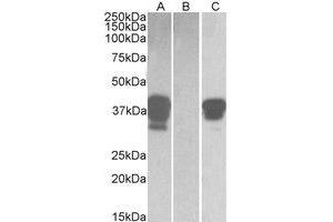 Western Blotting (WB) image for anti-POU Class 2 Associating Factor 1 (POU2AF1) (C-Term) antibody (ABIN2464479)