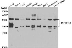 Western blot analysis of extracts of various cell lines, using TNFSF13B antibody. (BAFF antibody)