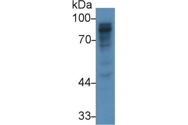 PIGR anticorps  (AA 463-563)