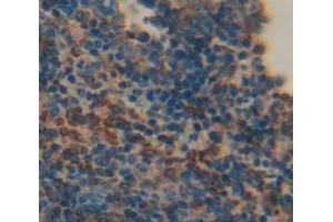 IHC-P analysis of Mouse Tissue, with DAB staining. (LTB antibody  (AA 58-304))