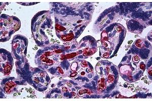 Human Placenta: Formalin-Fixed, Paraffin-Embedded (FFPE) (FGF1 antibody  (AA 46-155))