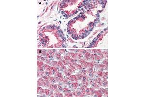 Immunohistochemical staining of human prostate (A) and human liver (B) with GPR126 polyclonal antibody . (G Protein-Coupled Receptor 126 antibody  (N-Term))