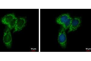 ICC/IF Image NYREN18 antibody [N1N3] detects NYREN18 protein at mitochondria by immunofluorescent analysis. (UQCRC1 antibody)
