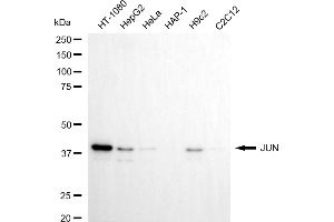 Western blotting analysis using JUN antibody (ABIN7799149). (C-JUN antibody)