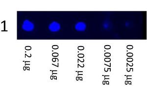 Dot Blot showing the detection of Mouse IgG. (Goat anti-Mouse IgG (Heavy & Light Chain) Antibody (FITC) - Preadsorbed)