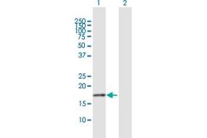 Western Blot analysis of NDUFB7 expression in transfected 293T cell line by NDUFB7 MaxPab polyclonal antibody. (NDUFB7 antibody  (AA 1-137))