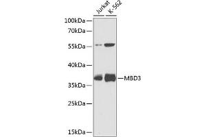 Western blot analysis of extracts of various cell lines, using MBD3 antibody (ABIN3015888, ABIN3015889, ABIN5664025 and ABIN6219470) at 1:1000 dilution. (MBD3 antibody  (AA 1-255))
