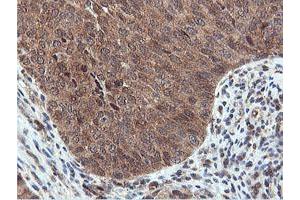 Image no. 5 for anti-Arginyl Aminopeptidase (Aminopeptidase B) (RNPEP) antibody (ABIN1500729) (RNPEP antibody)