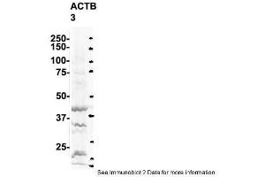 Sample Type: 3. (GAPDH antibody  (N-Term))