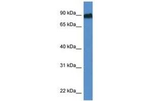 Image no. 1 for anti-Salt-Inducible Kinase 1 (SIK1) (AA 551-600) antibody (ABIN6747220) (SIK1 antibody  (AA 551-600))