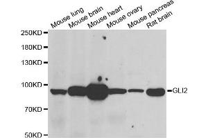 Western blot analysis of extracts of various  tissues, using GLI2 antibody. (GLI2 antibody)