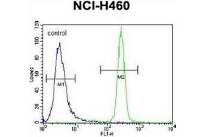 Flow cytometric analysis of NCI-H460 cells using Interleukin-6 (IL6) Antibody (Center) Cat. (IL-6 antibody  (Middle Region))
