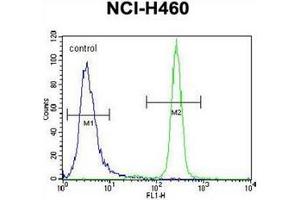 Flow cytometric analysis of NCI-H460 cells using Interleukin-6 (IL6) Antibody (Center) Cat. (IL-6 antibody  (Middle Region))