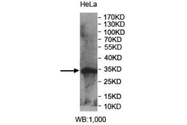 PPAPDC1A antibody  (AA 89-149)