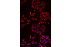 Immunofluorescence analysis of NIH/3T3 cells using MSRA Rabbit pAb (ABIN6128248, ABIN6144085, ABIN6144087 and ABIN6216102) at dilution of 1:200 (40x lens). (MSRA antibody  (AA 24-235))