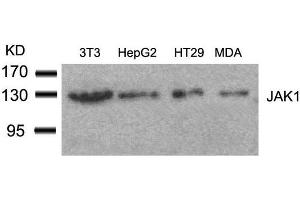 Western blot analysis of extracts from 3T3, HepG2, HT29 and MDA cells using JAK1(Ab-1022) Antibody. (JAK1 antibody  (AA 1020-1024))