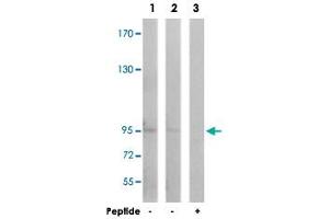 Western blot analysis of extracts from Jurkat cells (Lane 1) and COLO cells (Lane 2 and 3), using GRIA1 polyclonal antibody . (Glutamate Receptor 1 antibody)