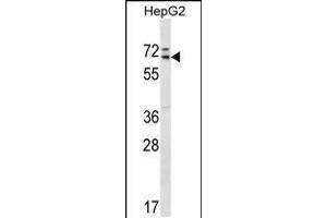 Western blot analysis in HepG2 cell line lysates (35ug/lane). (MED26 antibody  (AA 191-220))