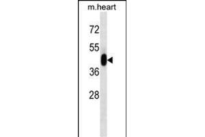 PK3 Antibody (ABIN1539804 and ABIN2843791) western blot analysis in mouse heart tissue lysates (35 μg/lane). (ERK1 antibody)