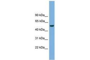 Image no. 1 for anti-One Cut Homeobox 3 (ONECUT3) (AA 381-430) antibody (ABIN6744624) (ONECUT3 antibody  (AA 381-430))