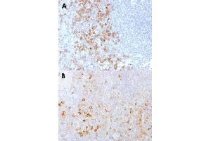 Immunohistochemical staining (Formalin-fixed paraffin-embedded sections) of human spleen (A) and human tonsil (B) with SELPLG monoclonal antibody, clone PSGL1/1601 . (SELPLG antibody)