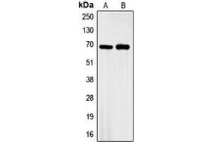 Western blot analysis of GBP3 expression in A549 (A), HeLa (B) whole cell lysates.
