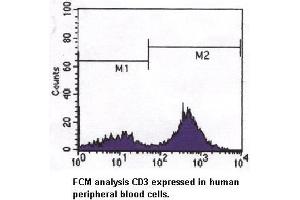 Image no. 1 for anti-CD3 (CD3) antibody (ABIN291278) (CD3 antibody)