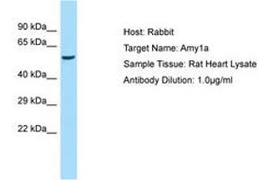 Image no. 1 for anti-Amylase, alpha 1A (Salivary) (AMY1A) (AA 301-350) antibody (ABIN6749930)
