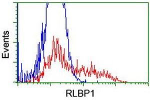 Flow Cytometry (FACS) image for anti-Retinaldehyde Binding Protein 1 (RLBP1) antibody (ABIN1497622) (RLBP1 antibody)