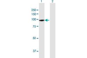 Western Blot analysis of GTSE1 expression in transfected 293T cell line by GTSE1 MaxPab polyclonal antibody. (GTSE1 antibody  (AA 1-720))