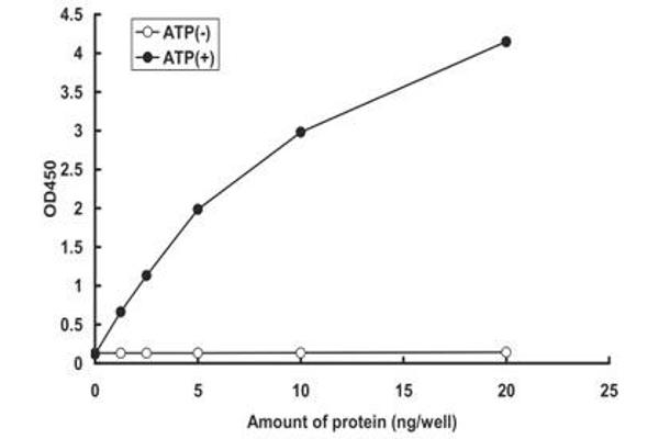 WEE1 Protein (AA 215-646) (GST tag)