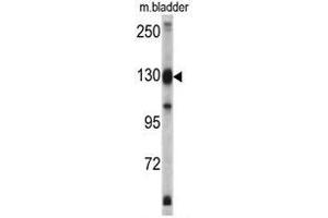 Western blot analysis of XPO1 antibody (C-term) in mouse bladder tissue lysates (35ug/lane).