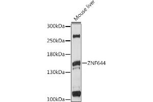 Western blot analysis of extracts of mouse liver, using ZNF644 antibody (ABIN7271515) at 1:1000 dilution. (ZNF644 antibody  (AA 1-300))