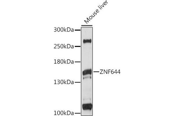 ZNF644 抗体  (AA 1-300)