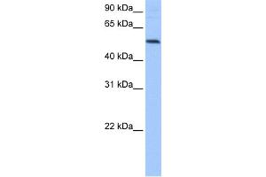 WB Suggested Anti-GRSF1 Antibody Titration:  0. (GRSF1 antibody  (Middle Region))