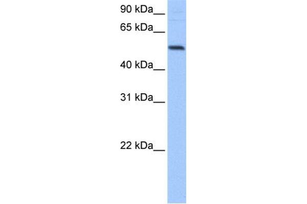 GRSF1 antibody  (Middle Region)