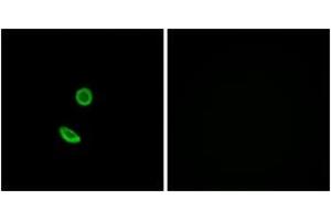 Immunofluorescence analysis of A549 cells, using OR8H2 Antibody.