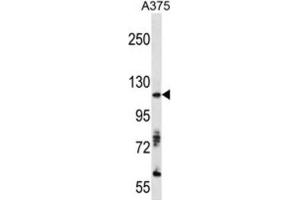 Western Blotting (WB) image for anti-AXL Receptor tyrosine Kinase (AXL) antibody (ABIN3003321) (AXL antibody)