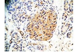 Human pancreas tissue was stained by Rabbit Anti-Augurin Prepro (133-148) (Human) Antiserum (C2orf40 antibody  (Preproprotein))