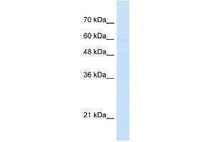 WB Suggested Anti-LETM1 Antibody Titration:  5. (LETM1 antibody  (Middle Region))