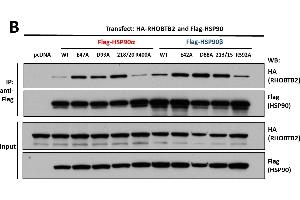 Western Blotting (WB) image for anti-Activator of HSP90 ATPase Activity 1 (AHSA1) (Internal Region) antibody (ABIN233816)