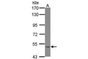Image no. 1 for anti-B Lymphoid Tyrosine Kinase (BLK) (Internal Region) antibody (ABIN1495993) (BLK antibody  (Internal Region))
