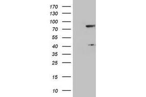 Image no. 1 for anti-Transducin-Like Enhancer of Split 1 (E(sp1) Homolog, Drosophila) (TLE1) (AA 180-460) antibody (ABIN1491052) (TLE1 antibody  (AA 180-460))
