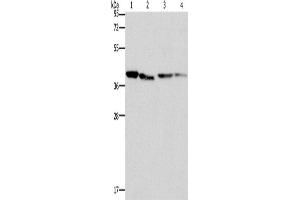 Western Blotting (WB) image for anti-Branched Chain Amino-Acid Transaminase 2, Mitochondrial (BCAT2) antibody (ABIN2422985) (BCAT2 antibody)