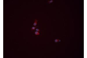 ABIN6276383 staining HEPG2 cells by ICC/IF. (WNT3A antibody  (Internal Region))