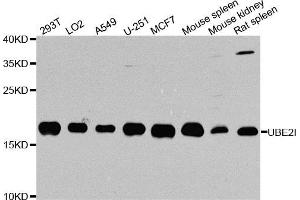 Western blot analysis of extracts of various cell lines, using UBE2I antibody (ABIN5971219) at 1/1000 dilution. (UBE2I antibody)