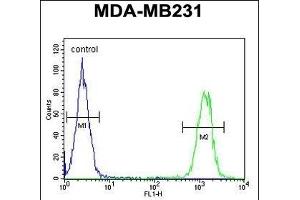 KIR2DL2 Antibody (C-Term) (ABIN651949 and ABIN2840471) flow cytometric analysis of MDA-M cells (right histogram) compared to a negative control (left histogram). (KIR2DL2 antibody  (C-Term))