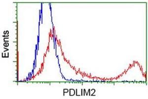 HEK293T cells transfected with either RC210022 overexpress plasmid (Red) or empty vector control plasmid (Blue) were immunostained by anti-PDLIM2 antibody (ABIN2454465), and then analyzed by flow cytometry. (PDLIM2 antibody)