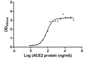 Activity: Measured by its binding ability in a functional ELISA. (SARS-CoV-2 Spike S1 Protein (His tag,DYKDDDDK Tag))